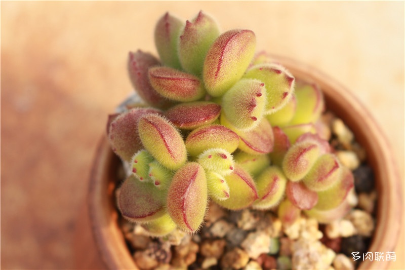 多肉面上铺了麦饭石怎么施肥,多肉施肥是浇水之后还是之前