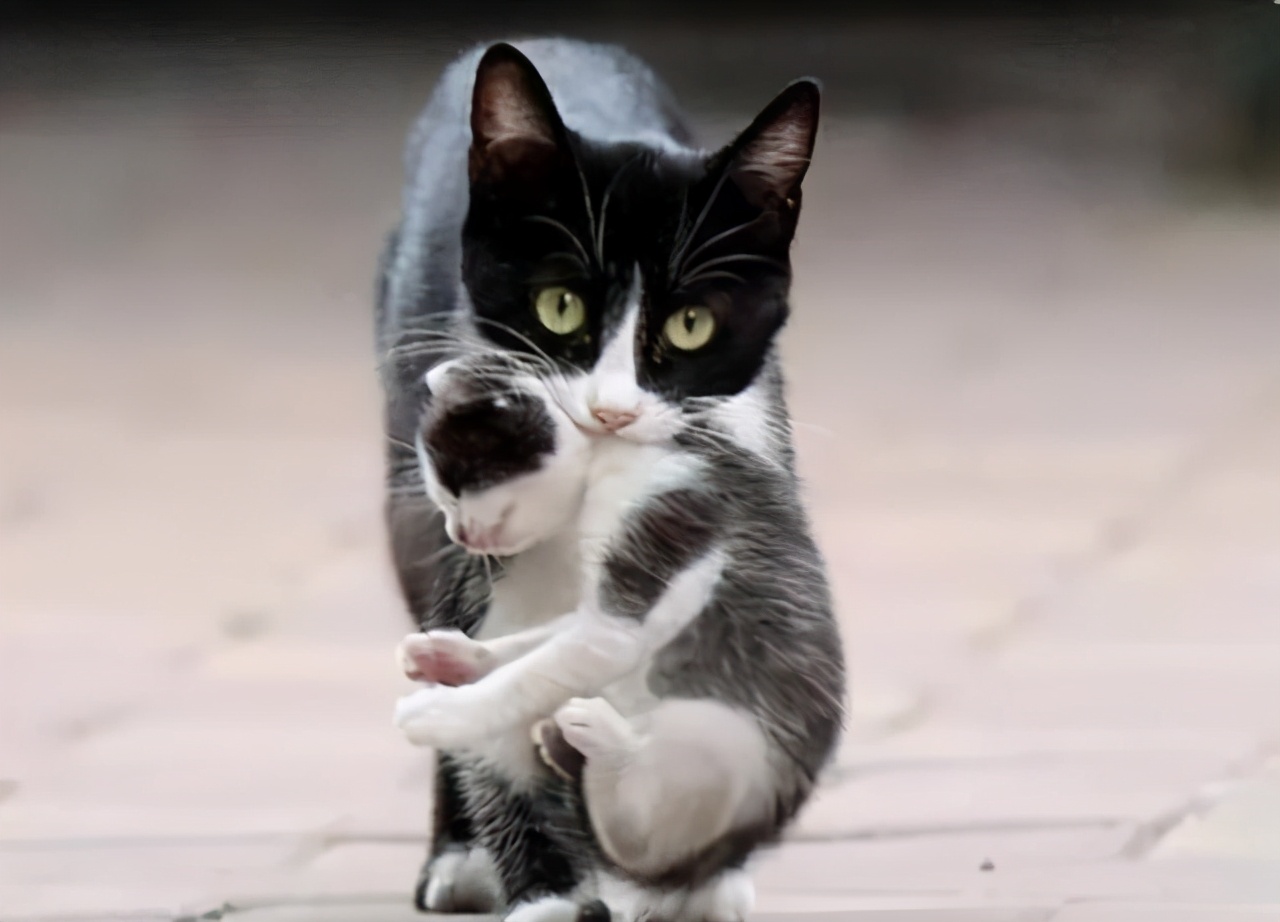 母猫一直叼猫崽是怎么回事,母猫把小猫崽都叼到猫砂盆