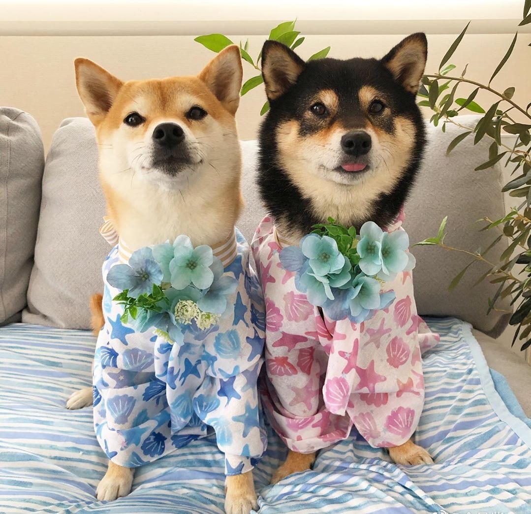 是不是柴犬都要有cku,柴犬入手前有必要查cku的认证吗