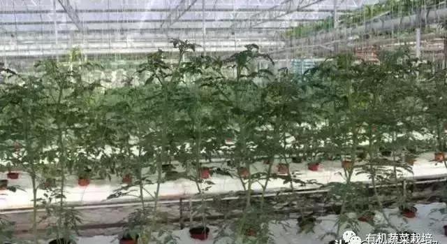 想搞蔬菜大棚养殖怎么弄,无土栽培蔬菜营养液配方