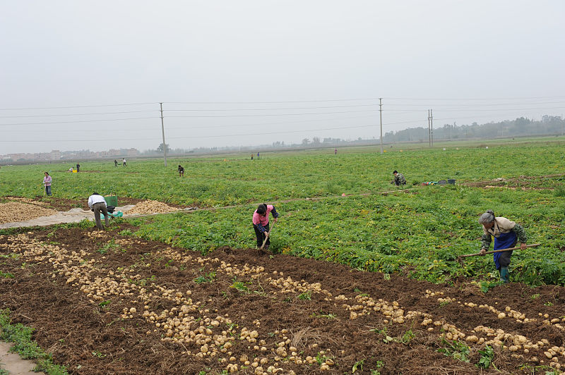 土豆高产种植密度,土豆种植技术怎么才能高产