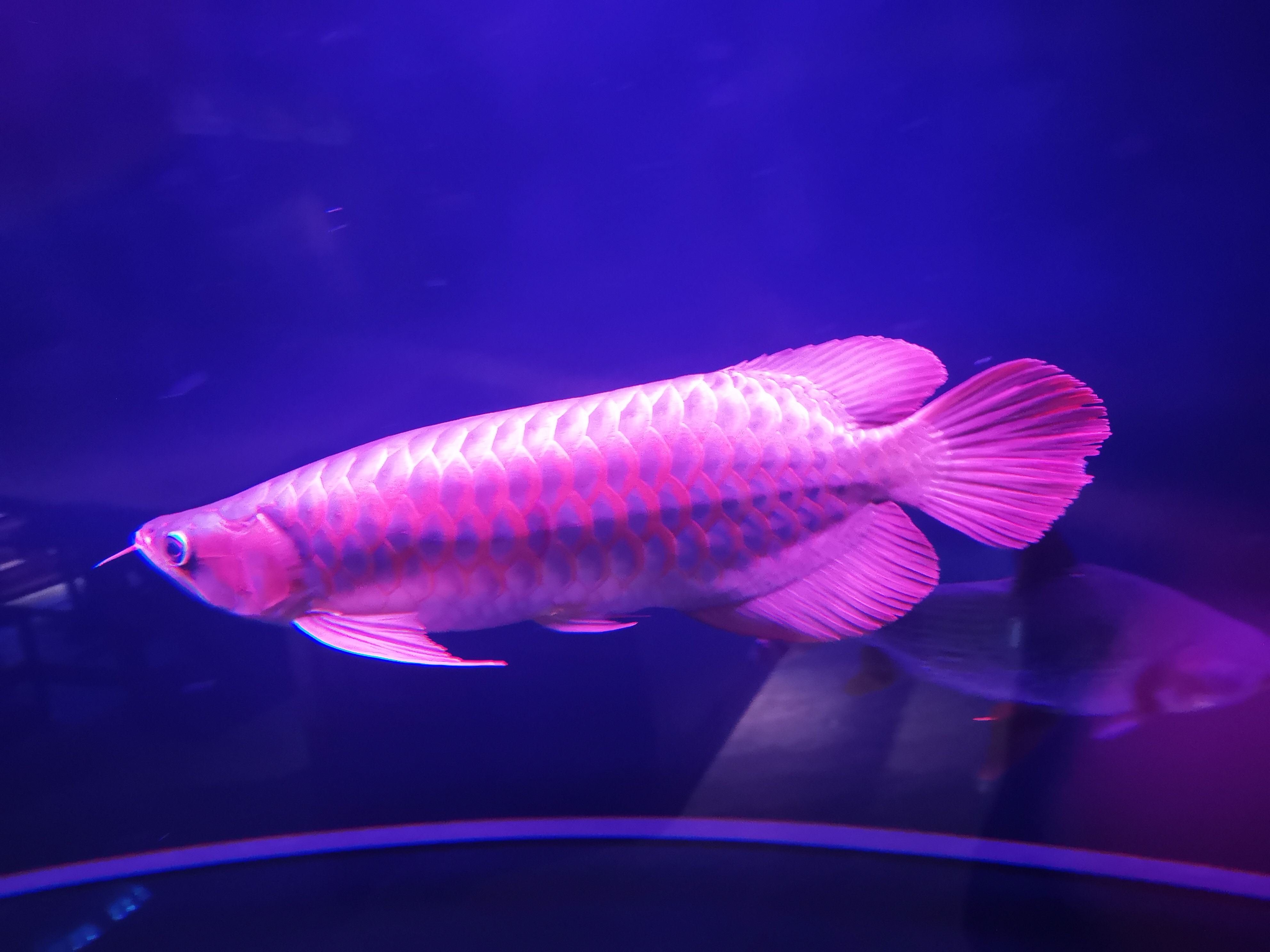 观赏鱼能吃么，有人说龙鱼的味道特别鲜美？别把药物残留不当回事