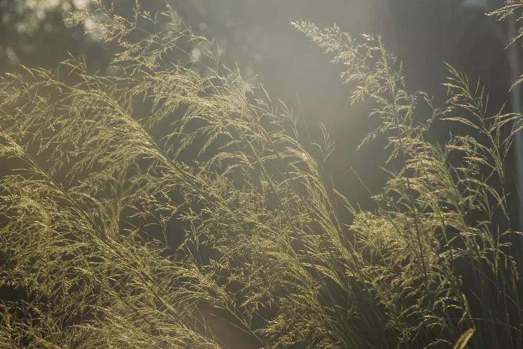 诗意天祝‖送你一把芨芨草