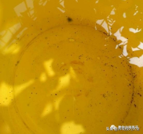 绿萝成灾的最佳方法,家里的绿萝也需要养护和管理