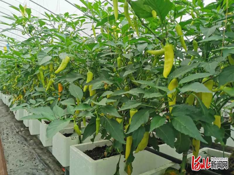 【高端媒体看邯郸】学习强国、河北新闻网、长城网报道鸡泽县辣椒产业