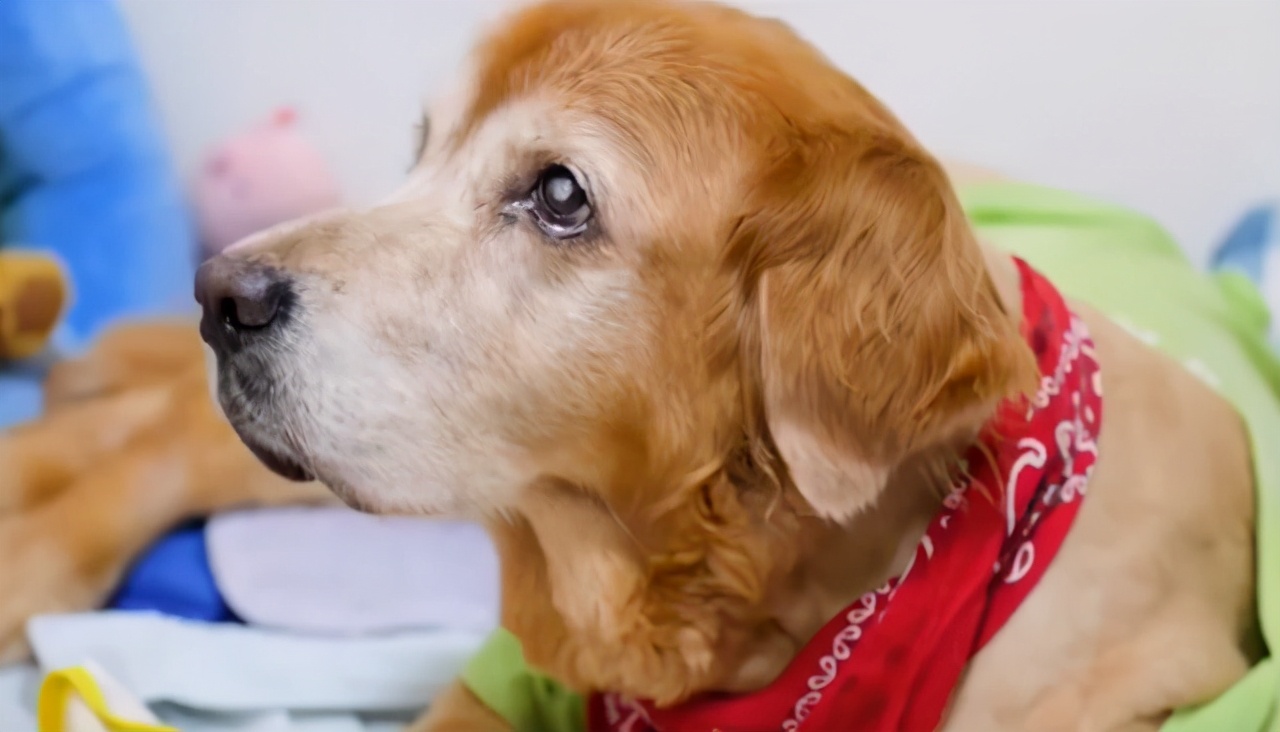 金毛的自愈能力有多强大,金毛的自愈能力有多强