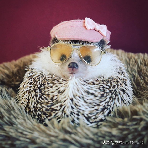 小刺猬到底有多可爱,很可爱的小刺猬有哪些