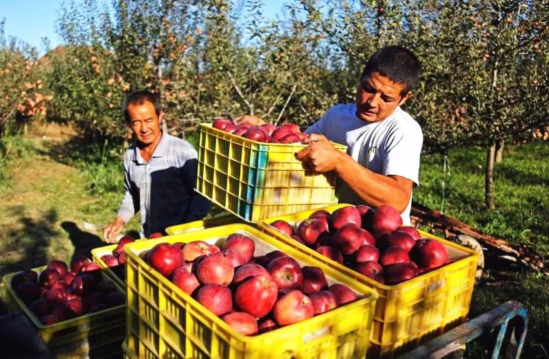 陇南市苹果代言,陇南礼县苹果代言