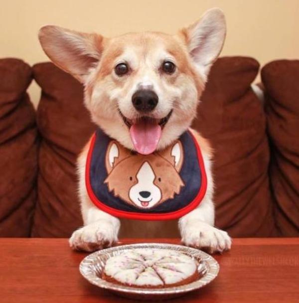 柯基口臭怎么去除,柯基口臭软便