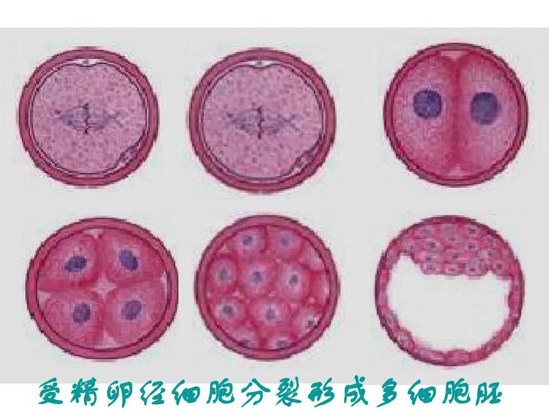 物种起源纪录片,物种的起源全文免费阅读