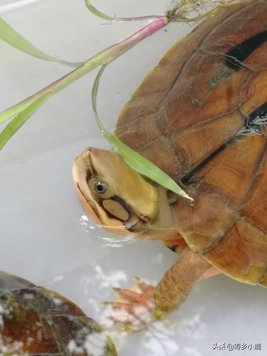 金钱龟和石金钱龟价格差那么多,金钱龟成龟2019价格