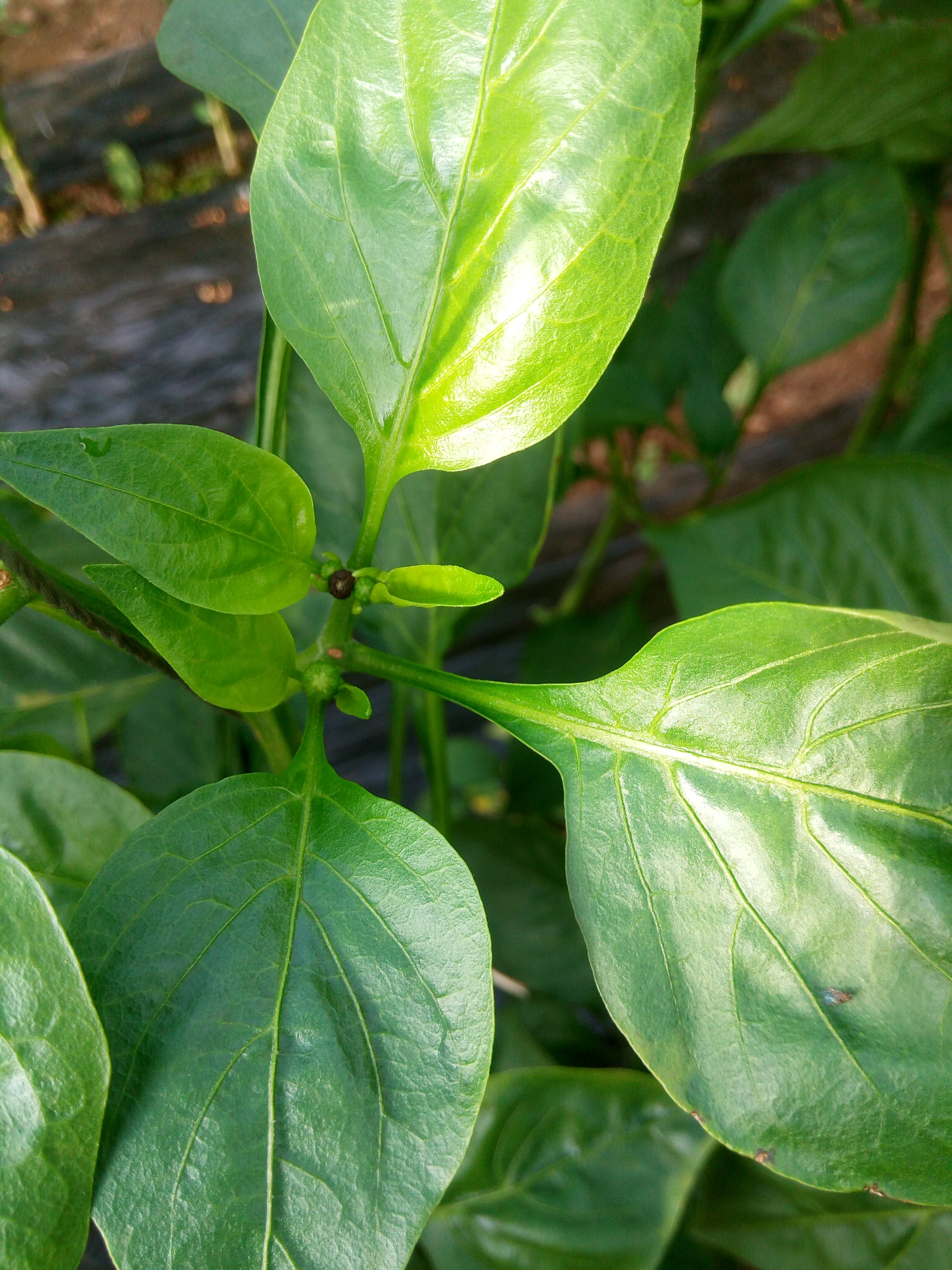 辣椒冻害图片,辣椒苗零下几度发生冻害