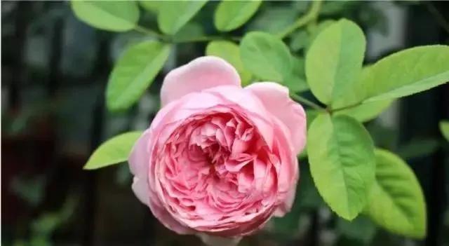 100种玫瑰图片大全,100种玫瑰鲜花你认识吗