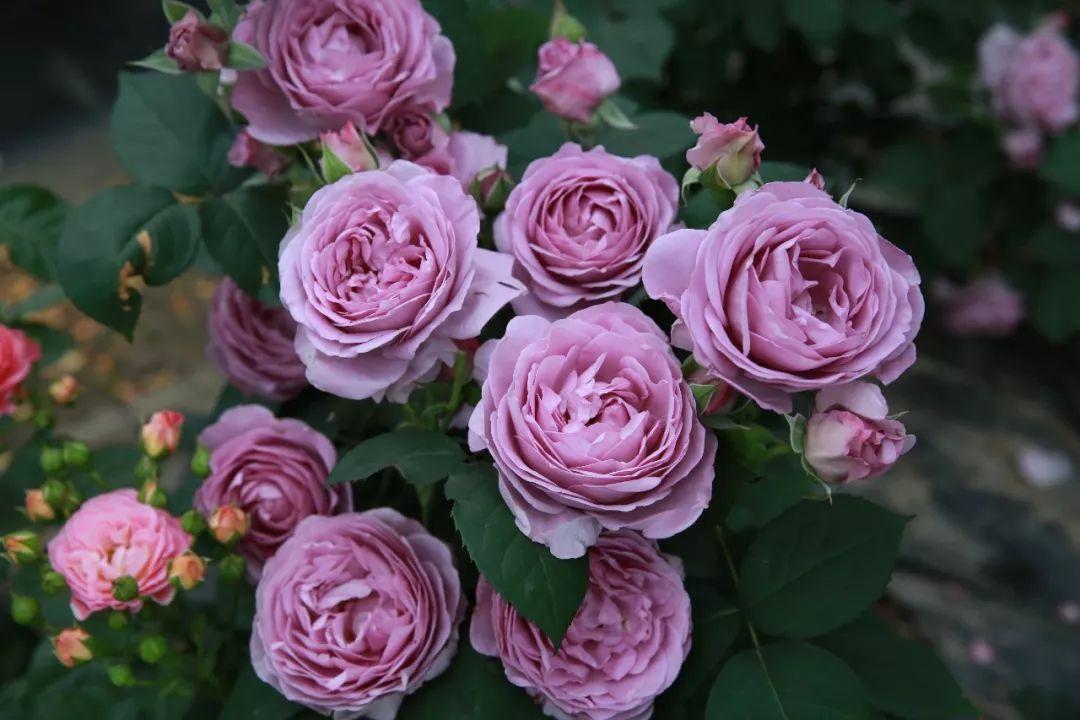 蓝色妖姬浪漫情怀,蓝色妖姬忧郁蓝调