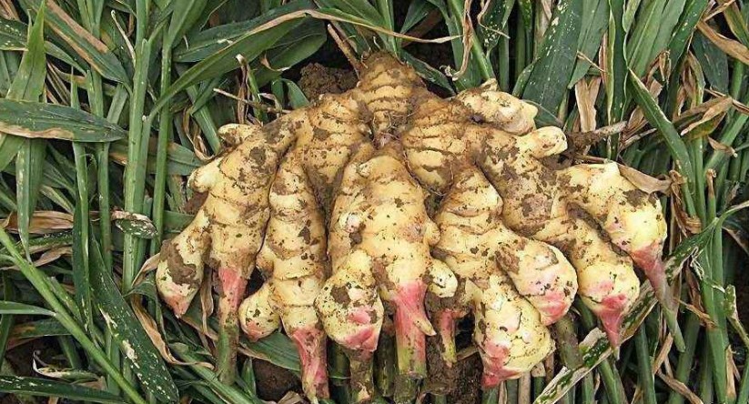 姜黄叶尖干是什么原因,姜叶变黄发白是怎样引起