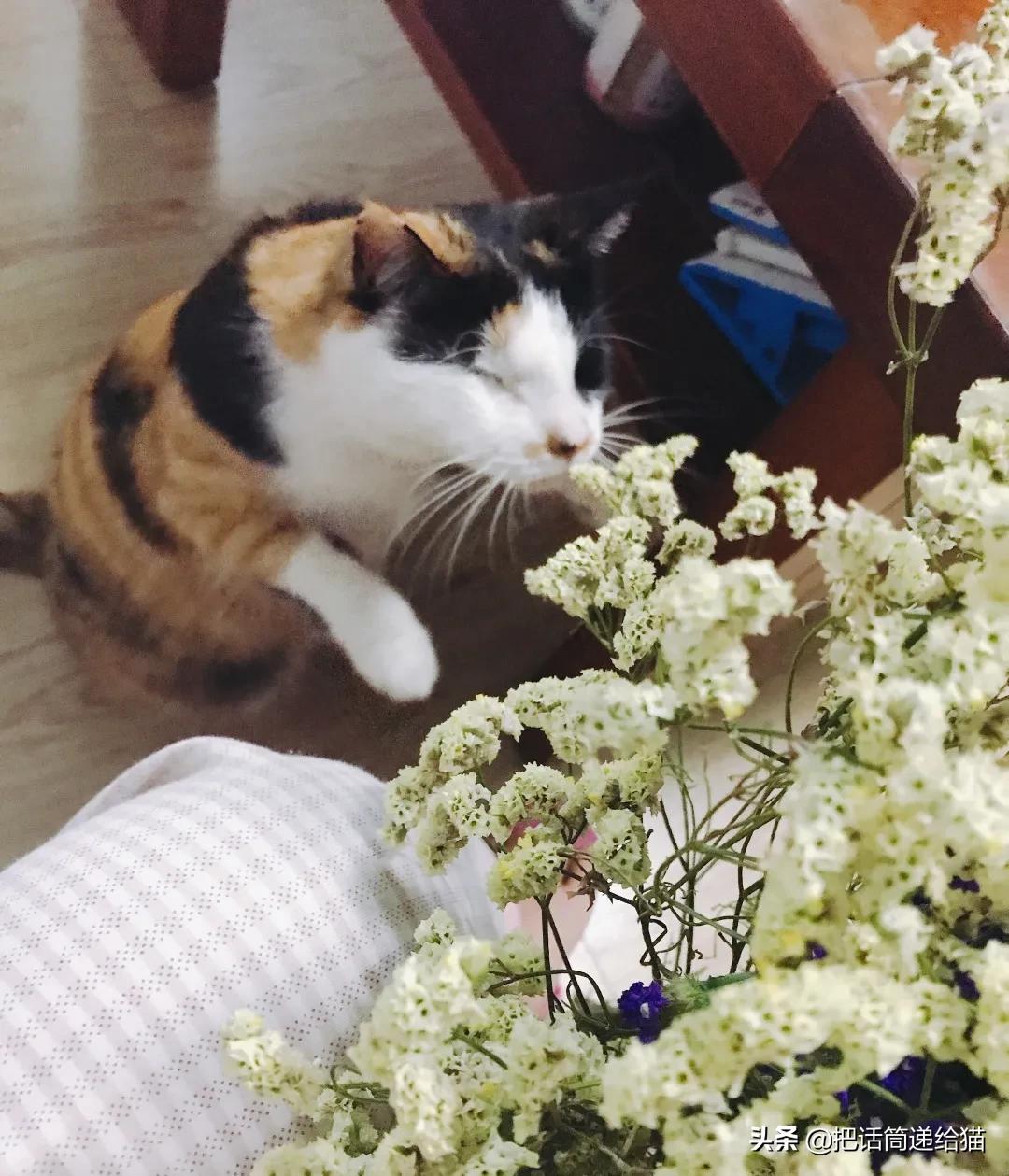 一只猫被另一只打,一只猫被两个人打