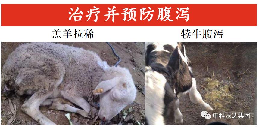 益力健枯草芽孢杆菌,益力健牛羊专用中成药