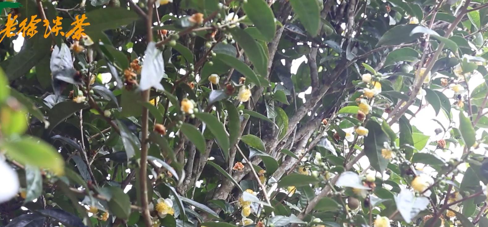 邦东古树单株秋茶价格,老徐谈古茶树完整视频