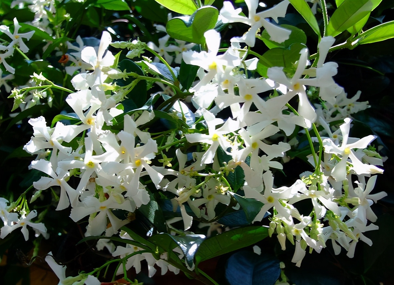 一层小院适合种什么花,如果有个院子应该怎么设计