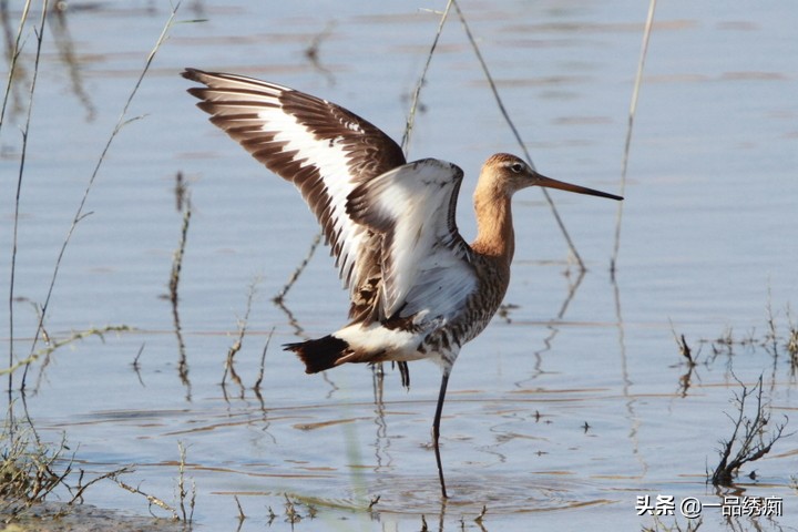 鸟类名字生僻字,带有鸟字的生僻字