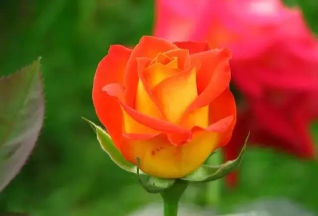 每天学习一点点——100种玫瑰品种科普