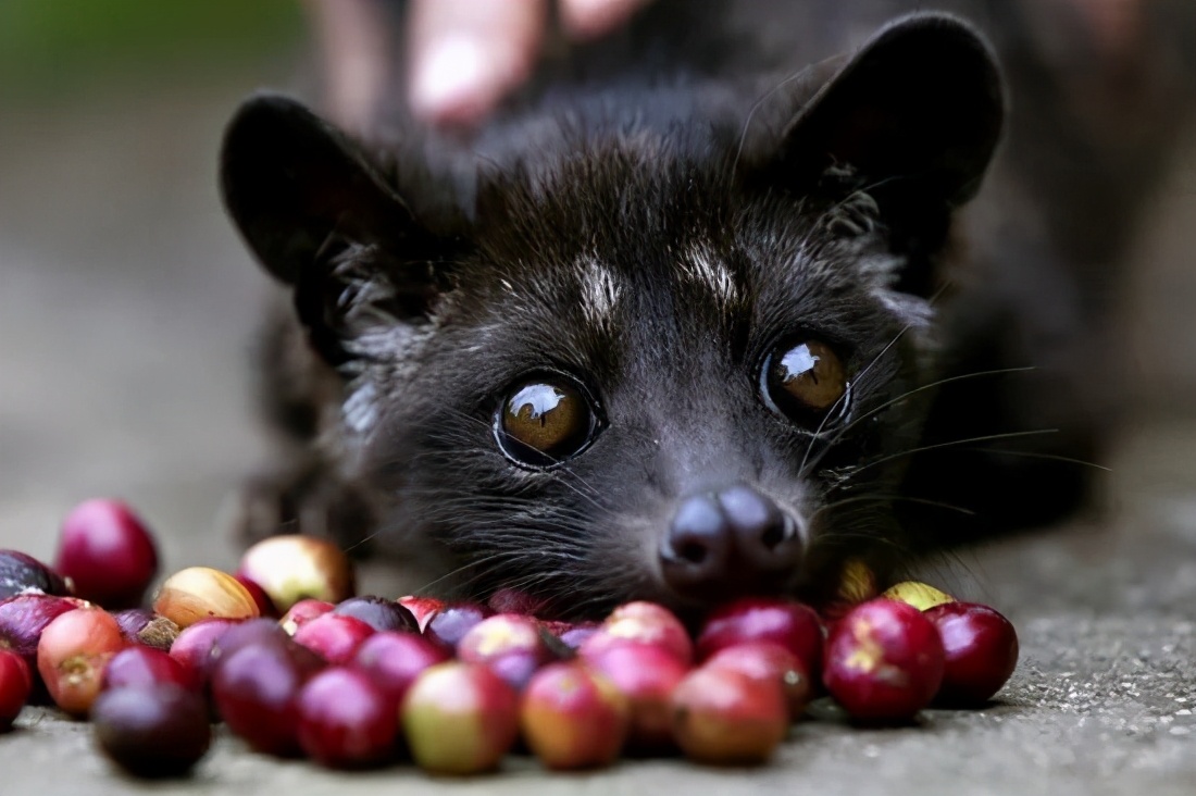 印度尼西亚咖啡产区的特点,咖啡原产地