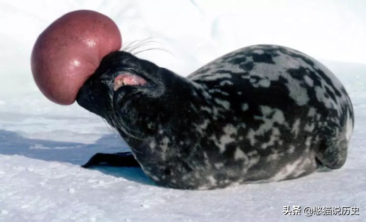 海里的哺乳动物是如何喂奶,海洋哺乳动物是怎么呼吸的