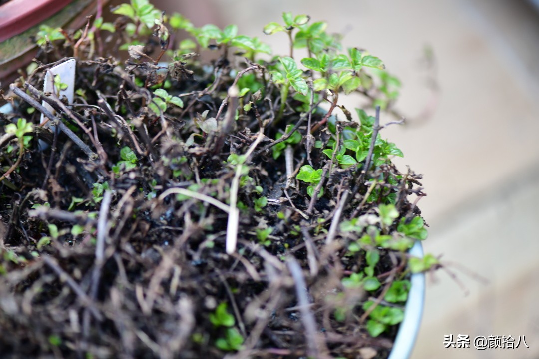就趁现在，花园最忙碌的季节|园丁