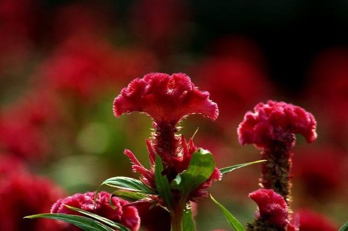 鸡冠花诗词赏析,鸡冠花的诗句及赏析