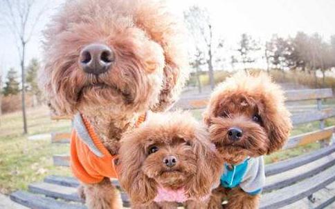 养泰迪犬是我这辈子最不后悔的事,饲养泰迪犬要记住7件事