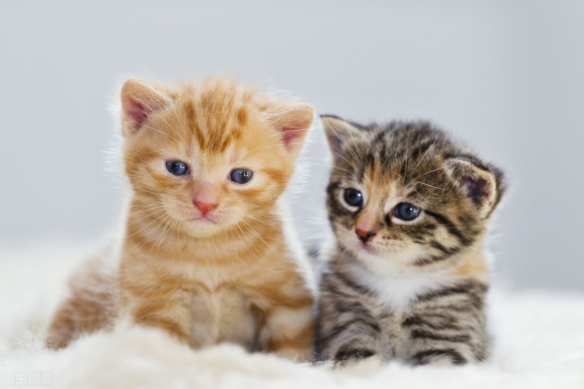 哮喘犯一次比一次厉害吗,由猫咪引起的过敏性哮喘