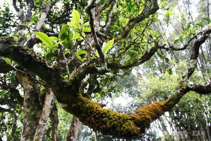 王者风范茶叶价格,龙润普洱生茶顶级老茶饼