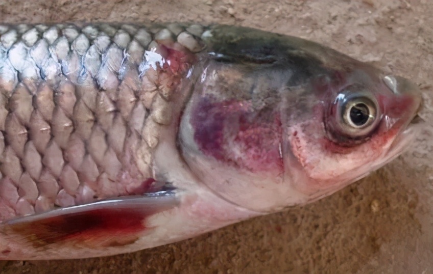 出血不正常什么情况,出血症草鱼