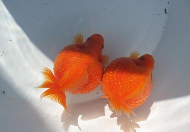 精品皮球珍珠金鱼图片,龙睛珍珠鳞金鱼