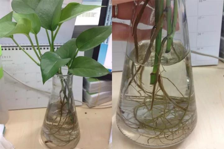 绿萝怎么打开小机关,大绿萝加入三种东西疯长