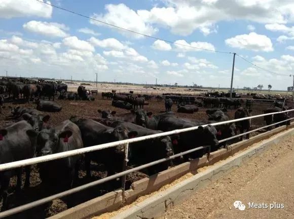 MeatsPlus超全牛排知识及攻略指南,上篇