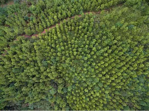 鑼傛簮鏋椾笟,鑼傛簮鏋椾笟鏈夐檺鍏徃