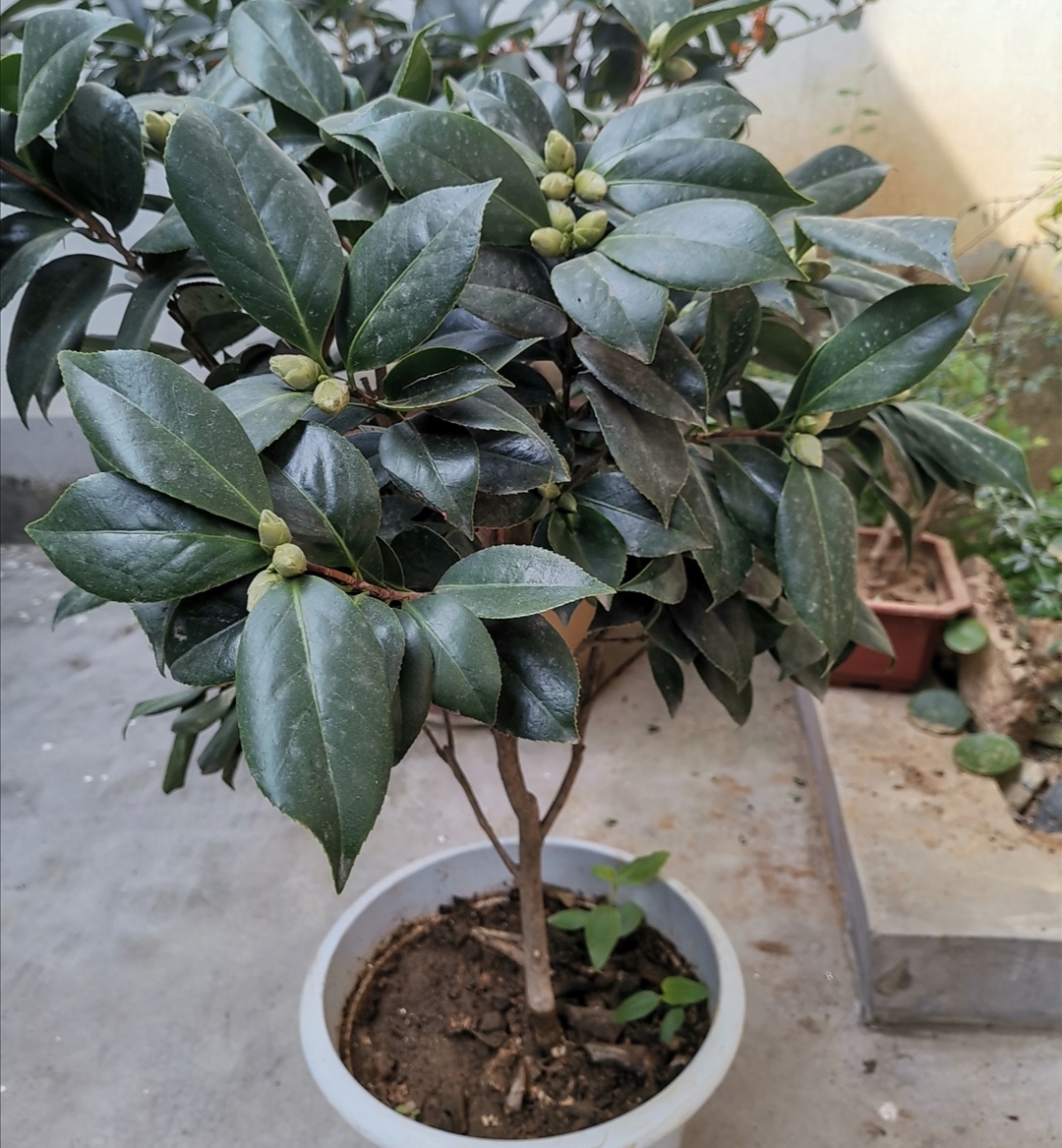 四季杜鹃茶花叶子干枯挽救方法,养的杜鹃花落叶是怎么回事