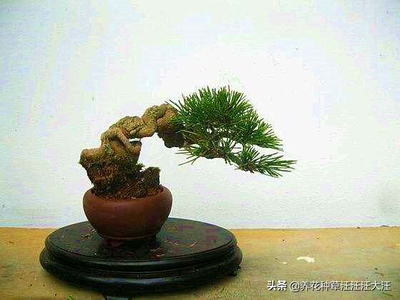 亭亭山上松瑟瑟谷中风谁写的,黑松临水造型盆景