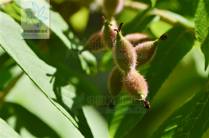 北方常见的楸花类树种,北方常用绿化植物
