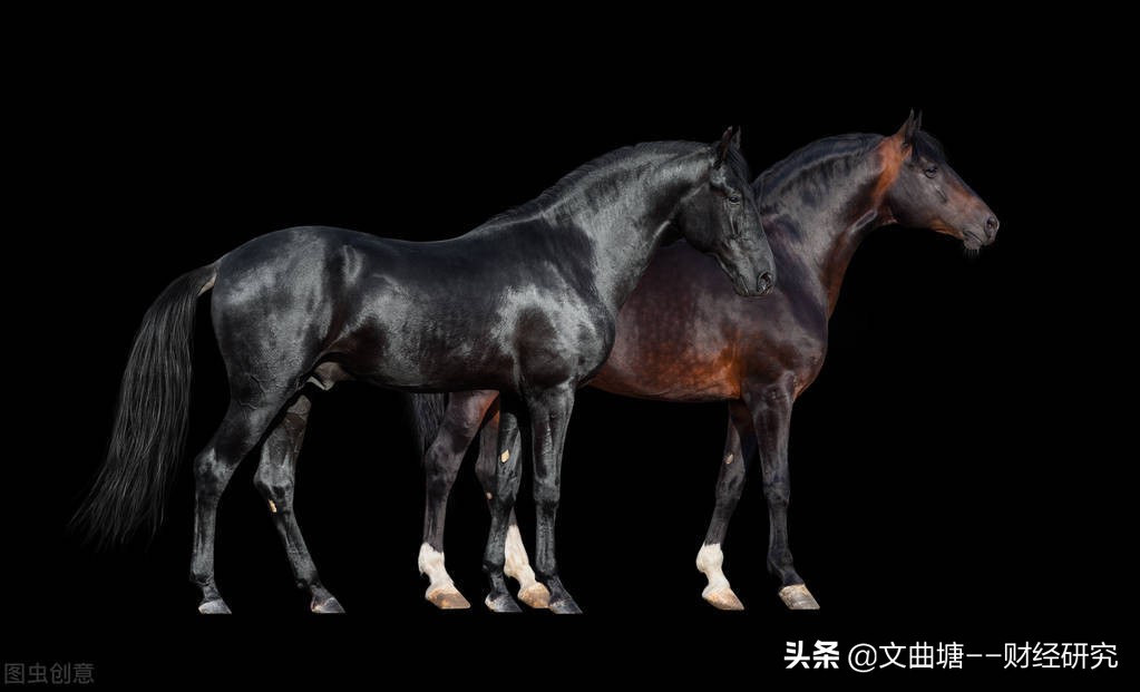 下一个黑马股,什么是黑马股怎么选