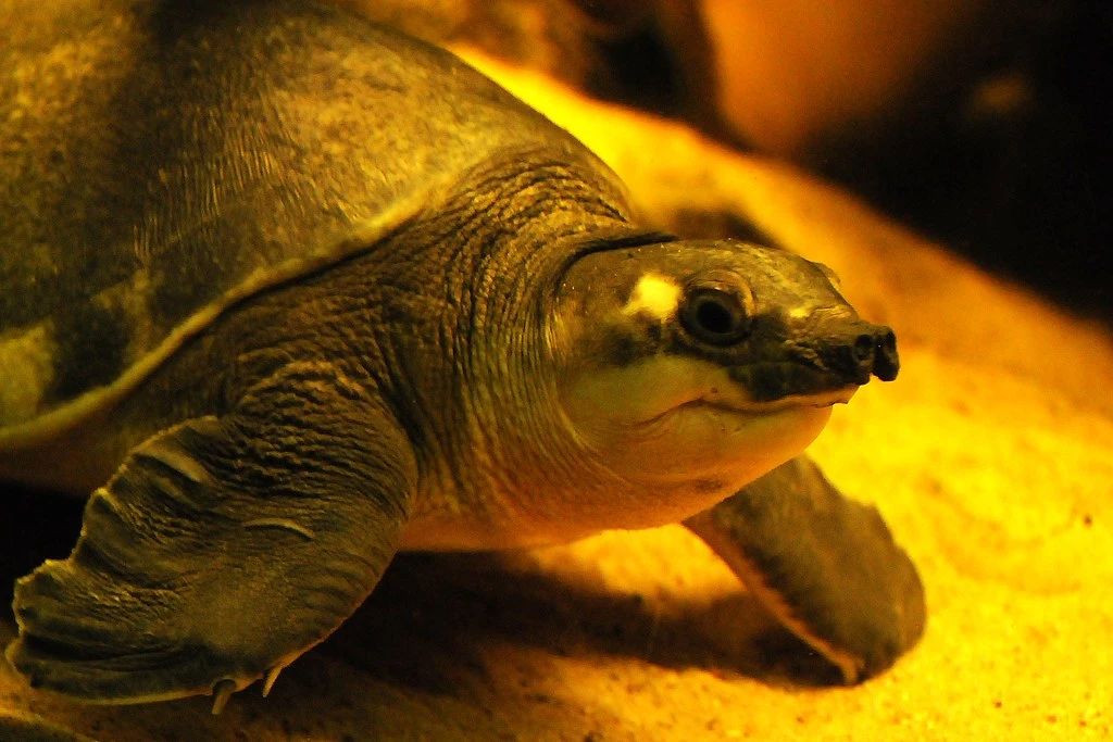 淡水河一霸!什么才算猪鼻龟的完美生活?