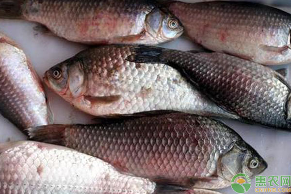 鱼身上有红点烂尾怎么回事,鱼身上有红斑烂尾怎么办