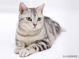 猫口炎期间怎么清洁牙齿,猫咪口炎吃什么药有效