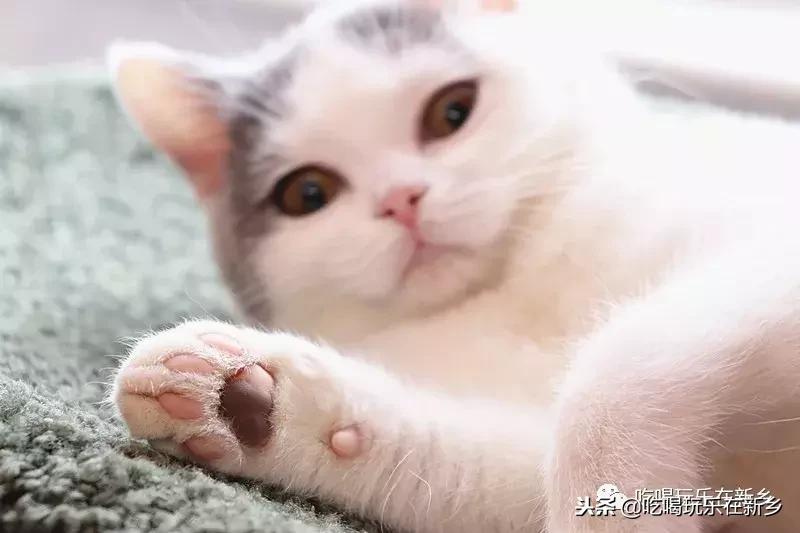 猫主子驾到,猫咪主子驾到