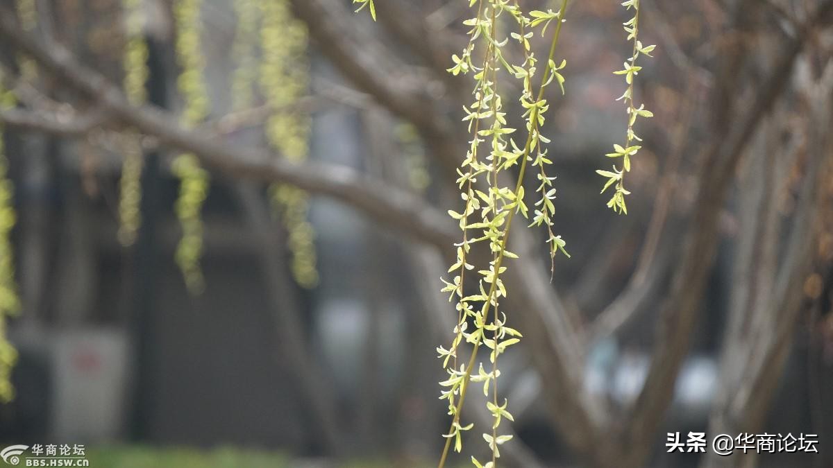 疫情下的城市生活纪录片,西安疫情每天新增记录图