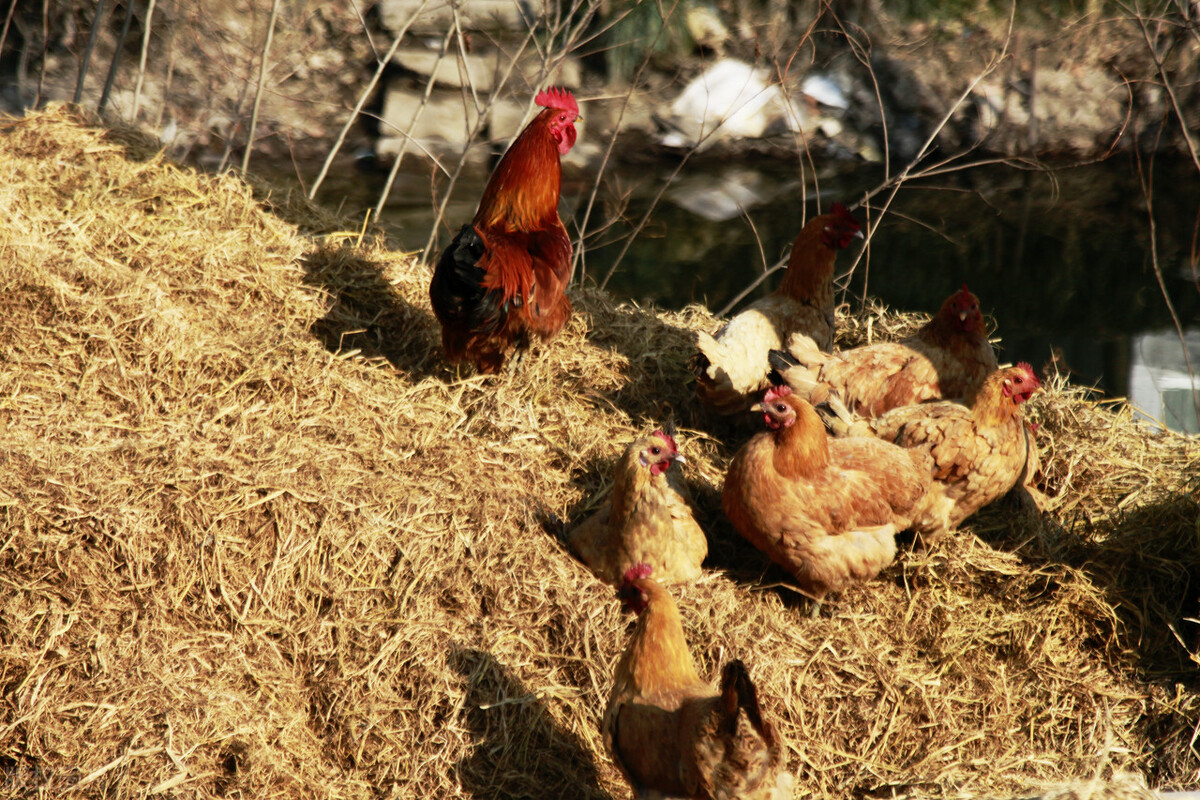 杀鸡肚子里面那块黄油有什么好处,杀鸡肚子的黄油怎么吃