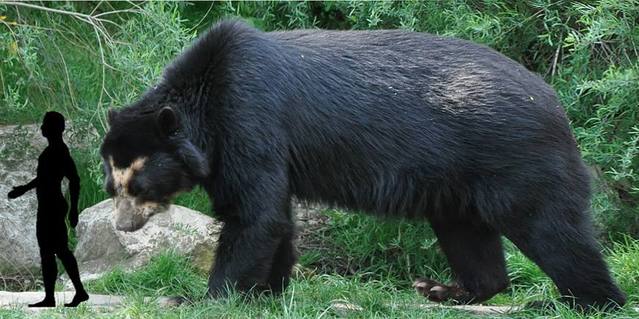 地球最大动物蓝鲸两百吨体重,地球最大的动物是什么动物