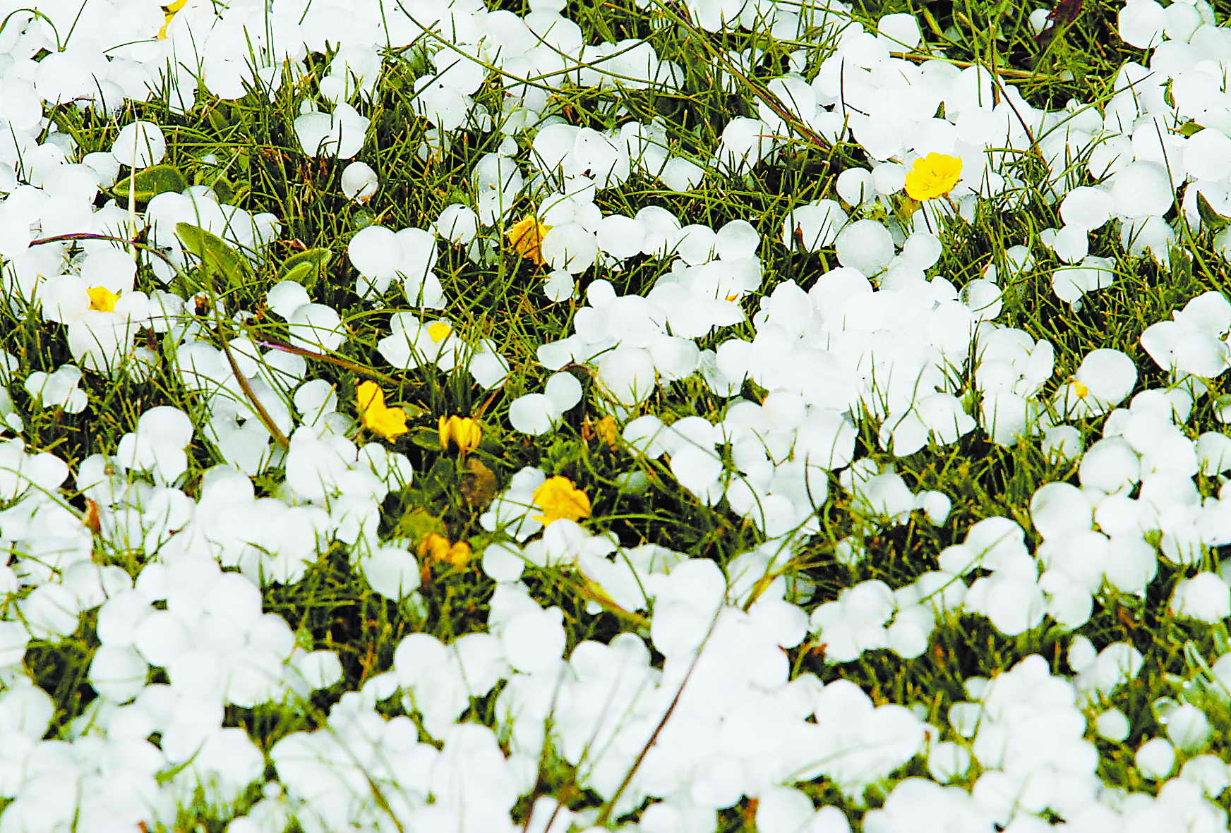 小芈要回农村之城里的菜好贵