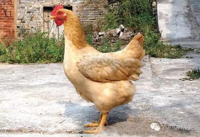 怎么样才能知道土鸡是什么样的,如何知道土鸡缺少什么营养